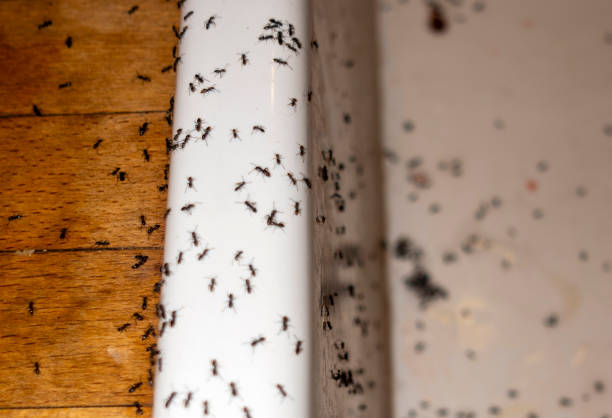 Best Pest Inspection Near Me  in Weyauwega, WI